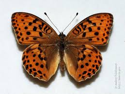 Attēlu rezultāti vaicājumam “Argynnis laodice male”