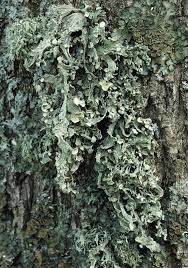 Attēlu rezultāti vaicājumam “Ramalina pollinaria”