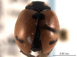 Attēlu rezultāti vaicājumam “Coccinella hieroglyphica”