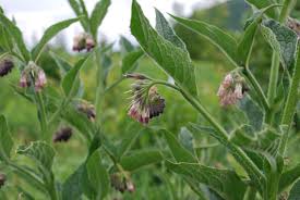 Attēlu rezultāti vaicājumam “Symphytum officinale bud”