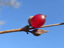 Attēlu rezultāti vaicājumam “Lonicera ferdinandii”
