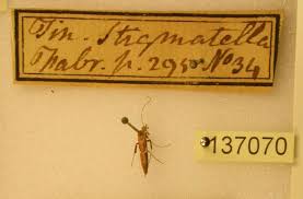 Attēlu rezultāti vaicājumam “Caloptilia stigmatella”