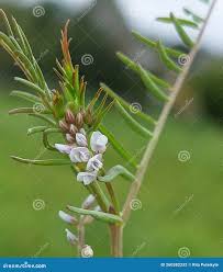 Attēlu rezultāti vaicājumam “Vicia hirsuta flower”