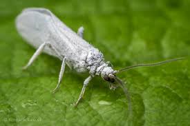 Attēlu rezultāti vaicājumam “Coniopterygidae”