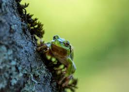 Attēlu rezultāti vaicājumam “Hyla arborea”