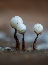 Attēlu rezultāti vaicājumam “Cribraria rubiginosa macro”