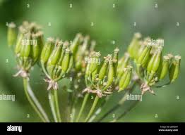 Attēlu rezultāti vaicājumam “Anthriscus sylvestris bud”