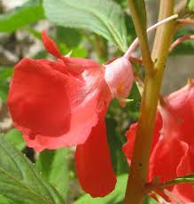 Image result for Impatiens balsamina