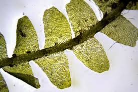 Attēlu rezultāti vaicājumam “Chiloscyphus”