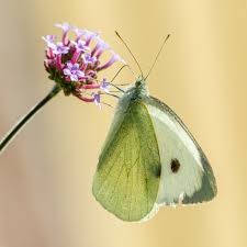 Attēlu rezultāti vaicājumam “Pieris brassicae”