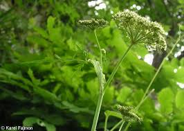 Attēlu rezultāti vaicājumam “Conioselinum tataricum”