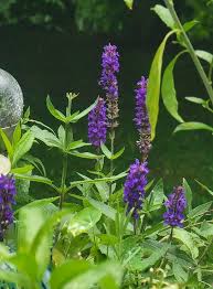 Attēlu rezultāti vaicājumam “Carex sylvatica flower”