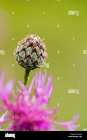 Attēlu rezultāti vaicājumam “Centaurea jacea bud”