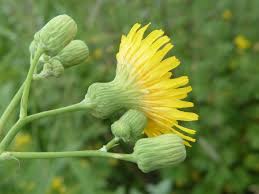 Attēlu rezultāti vaicājumam “Sonchus arvensis subsp. uliginosus”