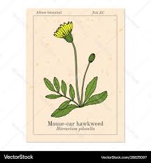 Image result for Hieracium pilosella