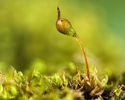 Attēlu rezultāti vaicājumam “Physcomitrium pyriforme”