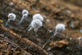 Attēlu rezultāti vaicājumam “Comatricha alta spores”