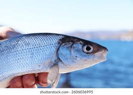 Image result for Coregonus lavaretus