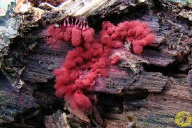 Attēlu rezultāti vaicājumam “Arcyria minuta”