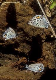 Attēlu rezultāti vaicājumam “Vacciniina optilete underside”