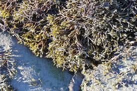 Attēlu rezultāti vaicājumam “Riccia canaliculata”