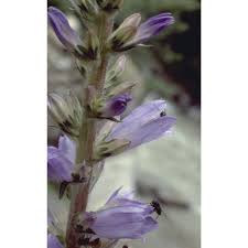 Image result for Campanula spicata
