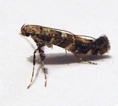 Attēlu rezultāti vaicājumam “Gracillaria syringella larva”