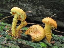 Attēlu rezultāti vaicājumam “Pholiota flammans”