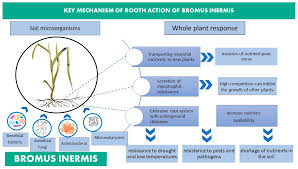 Attēlu rezultāti vaicājumam “Bromopsis inermis fruit”