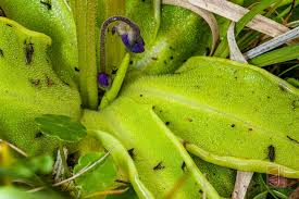 Attēlu rezultāti vaicājumam “Hydrocotyle vulgaris bud”
