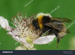 Attēlu rezultāti vaicājumam “Psithyrus sylvestris”