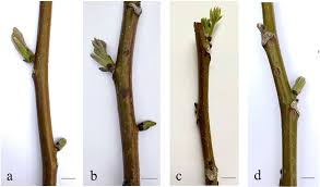 Attēlu rezultāti vaicājumam “Juglans regia”