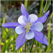 Image result for Aquilegia caerulea