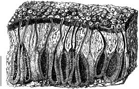 Attēlu rezultāti vaicājumam “Rosellinia desmazieri spores”