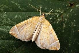 Attēlu rezultāti vaicājumam “Eulithis testata”