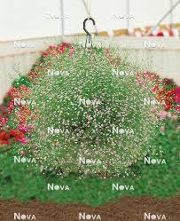 Attēlu rezultāti vaicājumam “Gypsophila muralis”