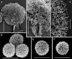 Attēlu rezultāti vaicājumam “Lamproderma ovoideum macro”