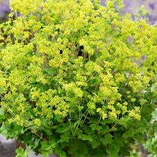 Image result for Frauenmantel