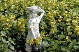 Attēlu rezultāti vaicājumam “Lamiastrum galeobdolon”