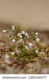 Attēlu rezultāti vaicājumam “Erophila verna fruit”