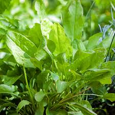 Image result for Sauerampfer