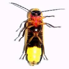 Attēlu rezultāti vaicājumam “Lampyridae”