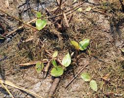 Attēlu rezultāti vaicājumam “Potamogeton gramineus”