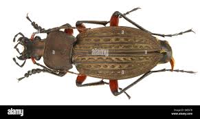 Attēlu rezultāti vaicājumam “Carabus cancellatus”