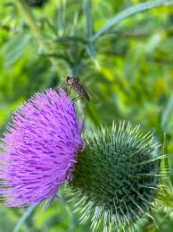 Attēlu rezultāti vaicājumam “Empis sp.”