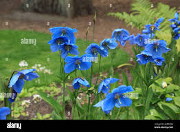 Image result for Scheinmohn