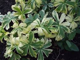 Attēlu rezultāti vaicājumam “Astrantia major leaf”