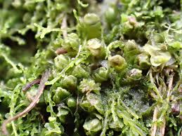 Attēlu rezultāti vaicājumam “Lophozia excisa”