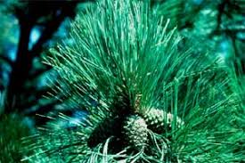 Attēlu rezultāti vaicājumam “Pinus ponderosa fruit”