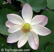 Image result for rosa aquatica